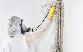 Best Biohazard Mold Removal  in USA